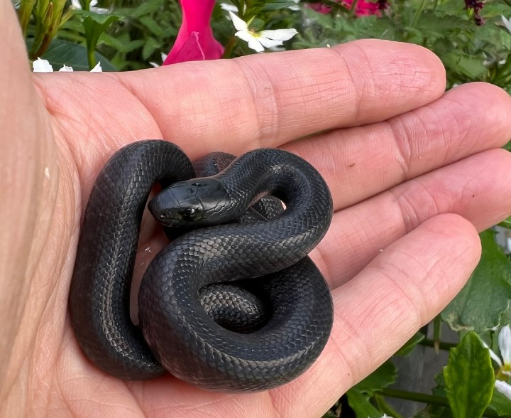 Mexican Black Kingsnake